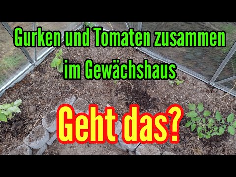 Video: Wie man Weiße Fliege an Tomaten und Gurken in einem Gewächshaus loswird