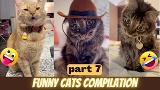 Cutest and Funniest Cats Ever  Funny Cat Compilation