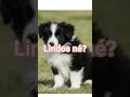 #gatoangora #bordercollie #viralshorts #timtin #layon