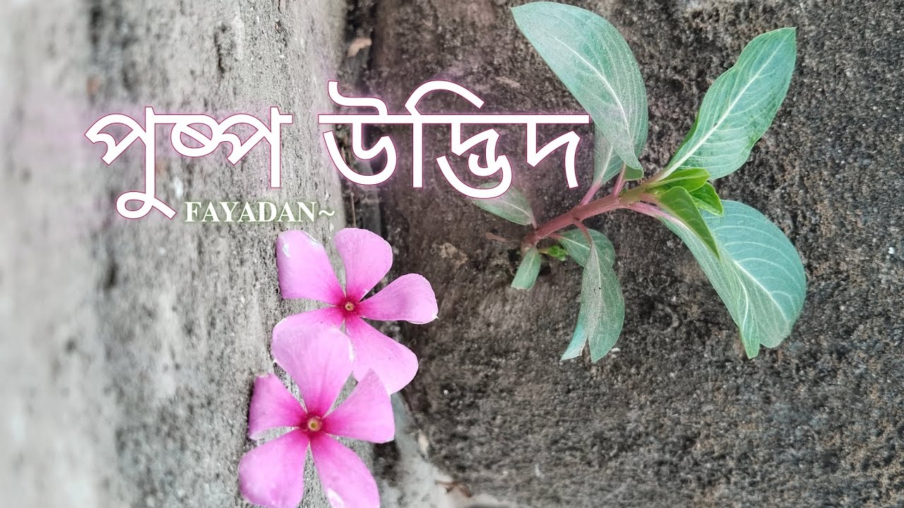 পুষ্প উদ্ভিদ - YouTube