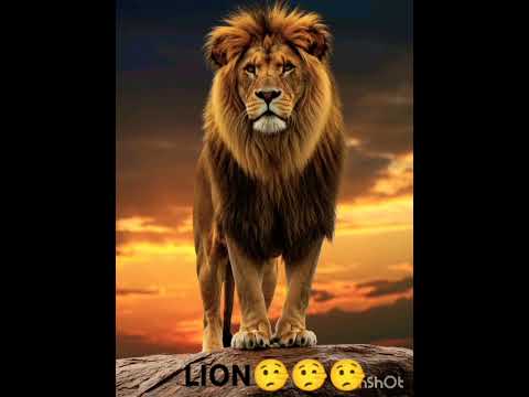 LION PICTURES