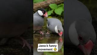 jawa k funny movement 🤣 BirdsShop #JavaFinch #JawaBirds #FunnyBirds #BirdShorts #CuteBirds