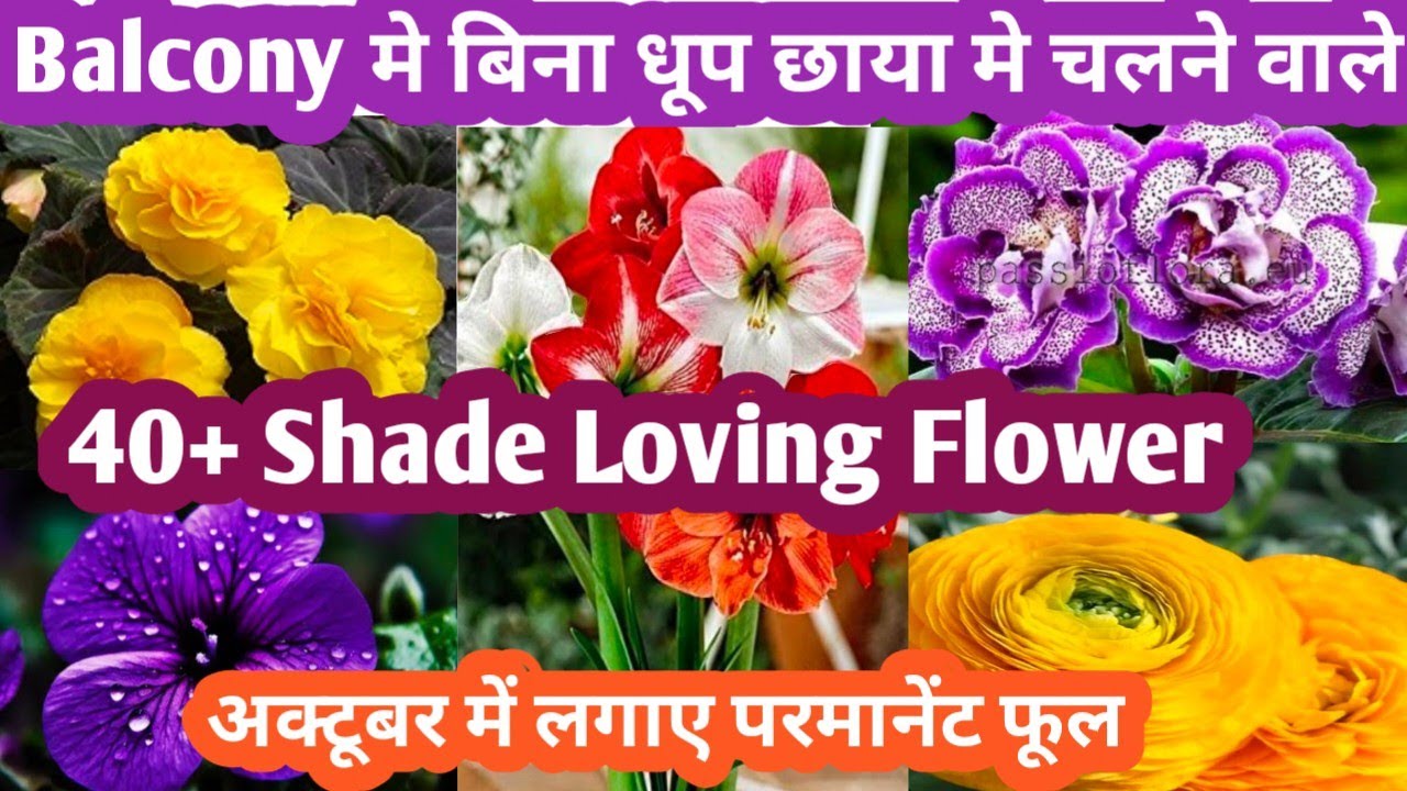 October मंथ मे लगाए छाया मे चलने वाले 40+ परमानेंट फूल Shade loving Flowering Plant Parmanent Flower