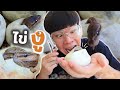 ตัดไข่งู!! ให้กำเนิดลูกงูน้อย | งูบอลไพธ่อน