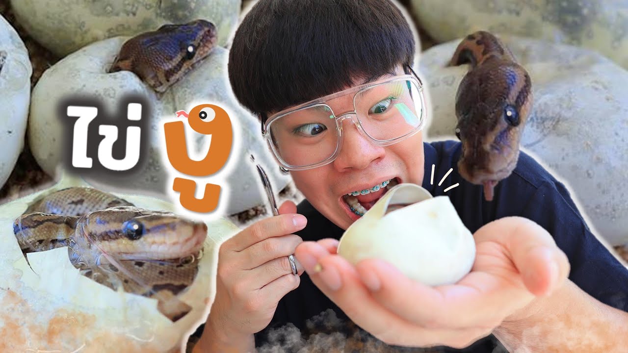 ตัดไข่งู!! ให้กำเนิดลูกงูน้อย | งูบอลไพธ่อน