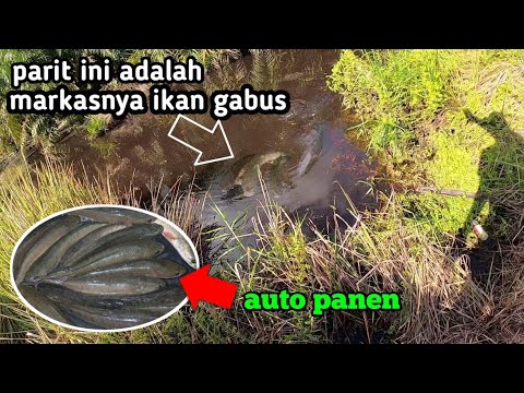 memancing-ikan-gabus-di-parit-kebun-sawit.