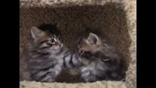 Astera Siberian Kittens in action by Astera Siberians 15,932 views 12 years ago 2 minutes, 59 seconds