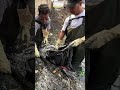 Shocking Amount of Plastic Pulled From This Drain! #shorts #uncloggingdrains