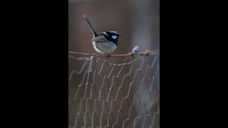 My Tweety Bird