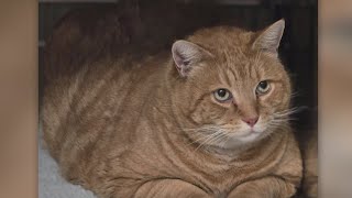 'Second Chance' Pet of the Week: Cha-Cha