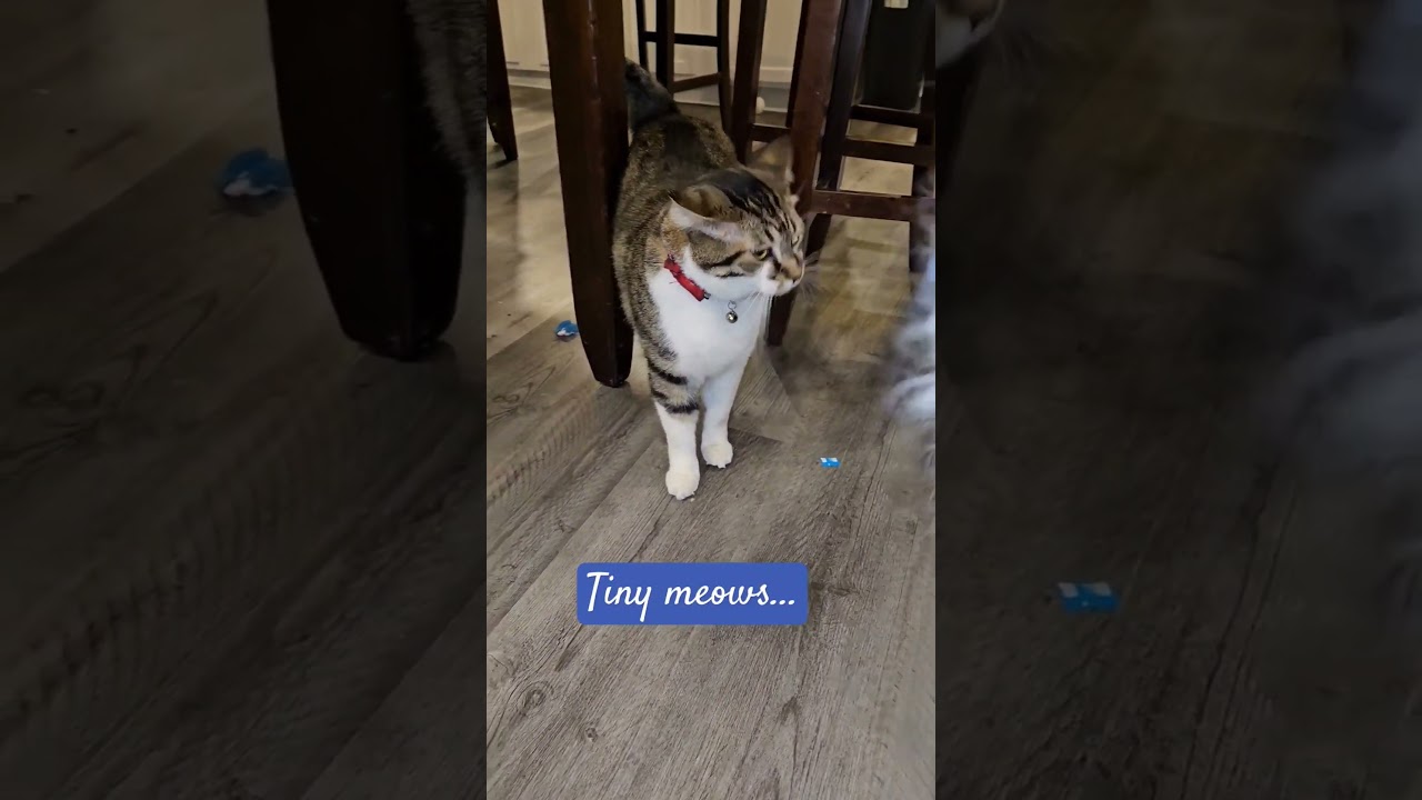 when your cat makes you look silly! 