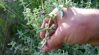 Plantas silvestres de primavera 3