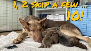 1, 2 Skip a Few … She Had 10! by An Irie Shepherd 1,203 views 1 year ago 22 minutes