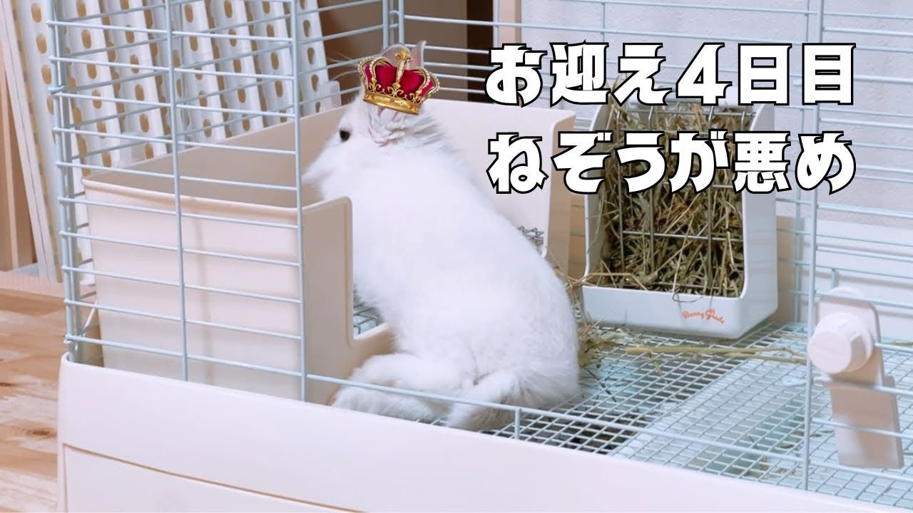 【うさぎ】お迎え4日目。少しずつ外に慣れてきたけどまだビクビク…でも家の中は余裕！【ライオンラビット】