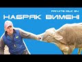 Набряк вимені у корів. Метод лікування | Private Milk | Травецький