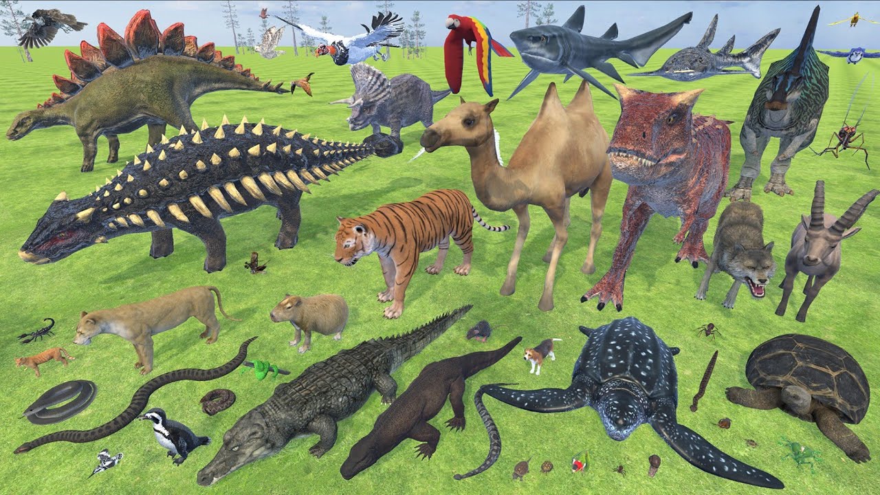 Animal Lifespan Comparison 3D Real Scale Animation