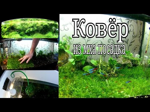 Посадка яванского мха ковром / Planting Javanese moss carpet