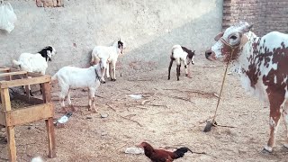 [cholistani Gaye aur bakre] | Adorable &amp; Funny Animal Moments | Mr. Muneeb
