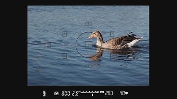 Understanding Your Viewfinder - How to Use Your Camera, Part 9