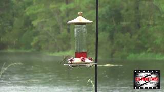 DOUBLE RAINBOW, LIGHTNING, RAIN, AND HUMMING BIRD; KINGSLAND GA