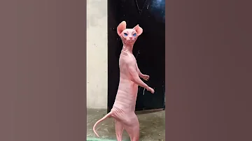 Mew Mew 