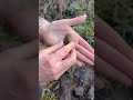 1200-2500 years old