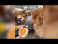 赤ちゃんより甘えん坊な猫がこちらです【癒し100%】