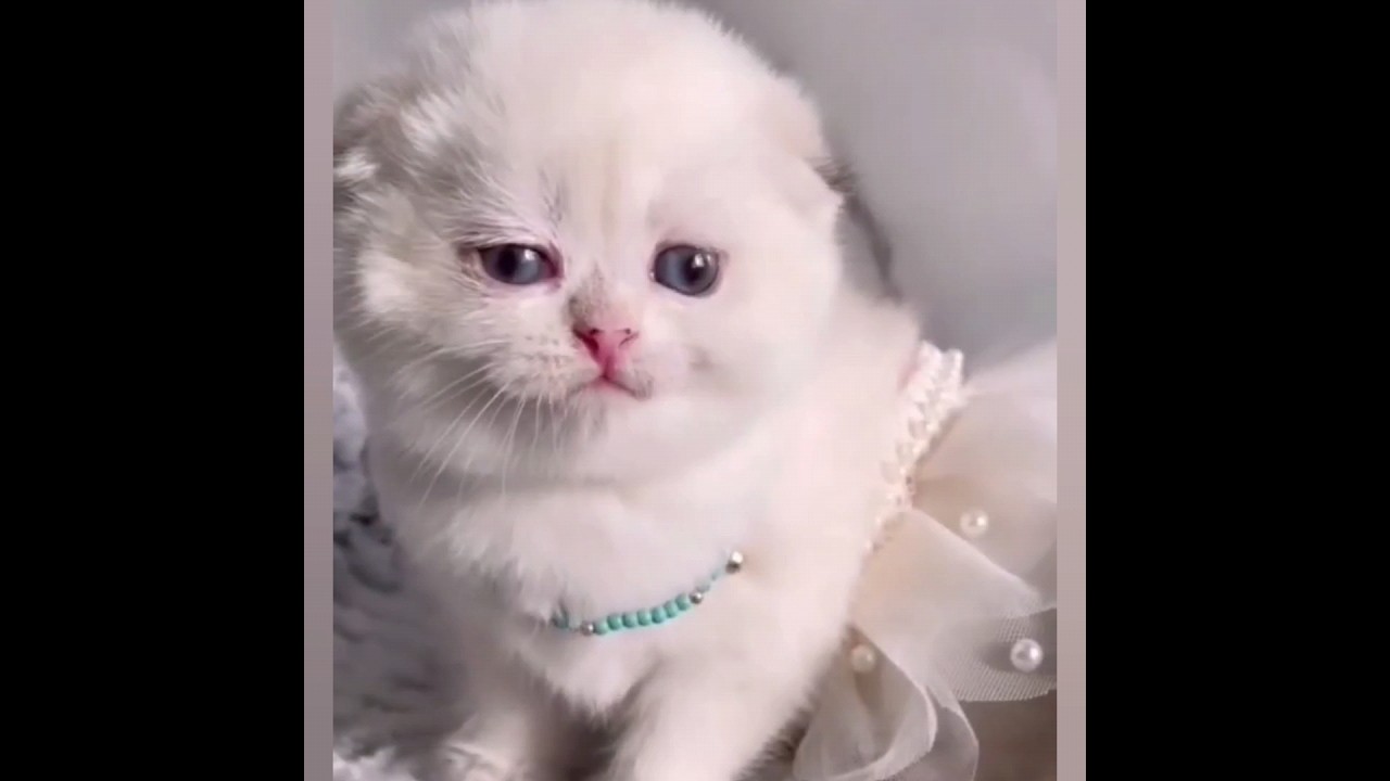 cat video | kitten | meow | crying |cat lovers | beautiful | 