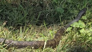 SNAKE!...Vloggin' At Twin Oaks Family Farm June 1 2026