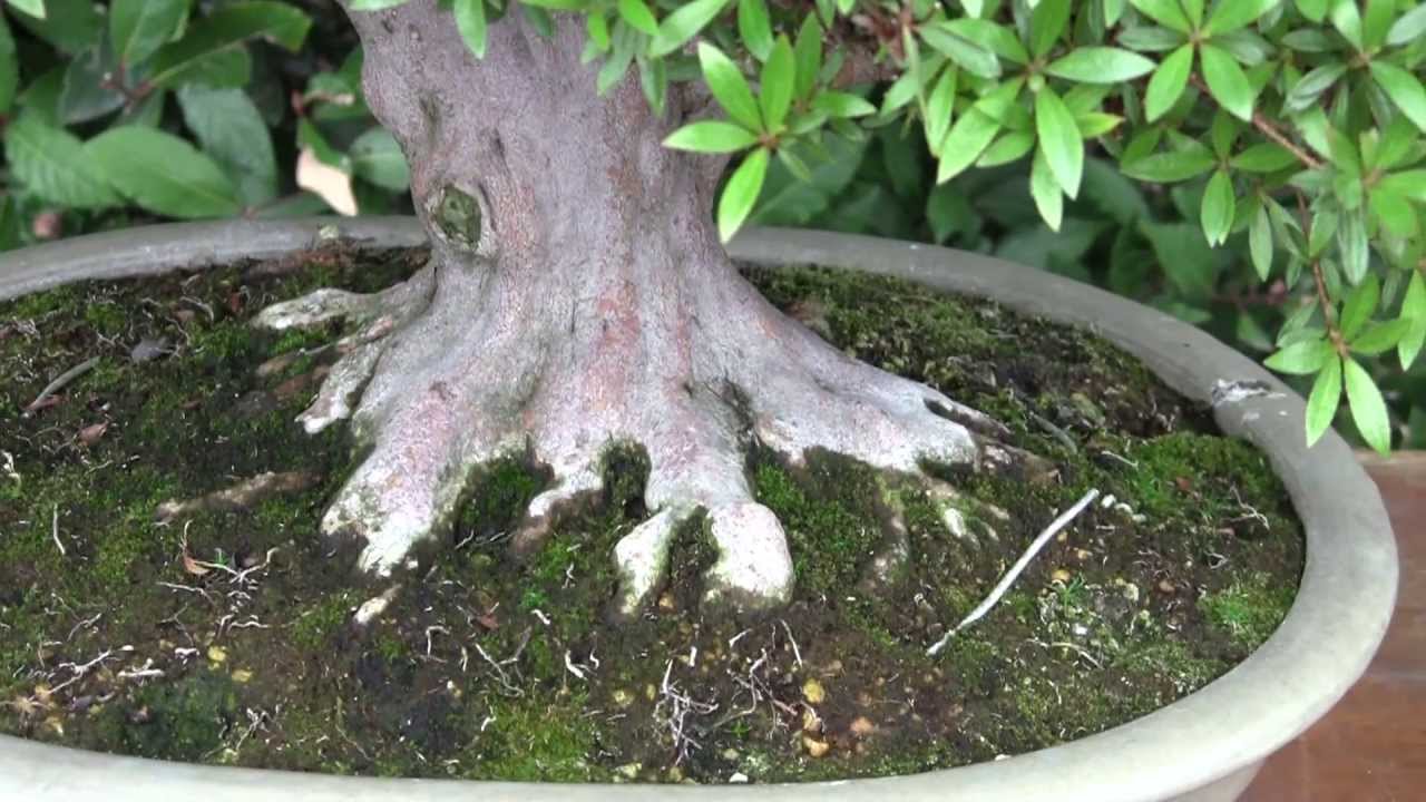 Bonsai collection, Botanical Gardens, Madrid YouTube