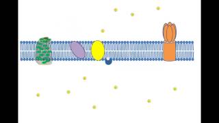 Cyclic Photophosphorylation