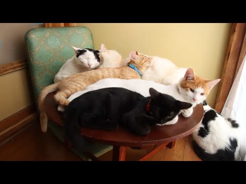 ちゃぶ台の上の4匹の猫たち 211028