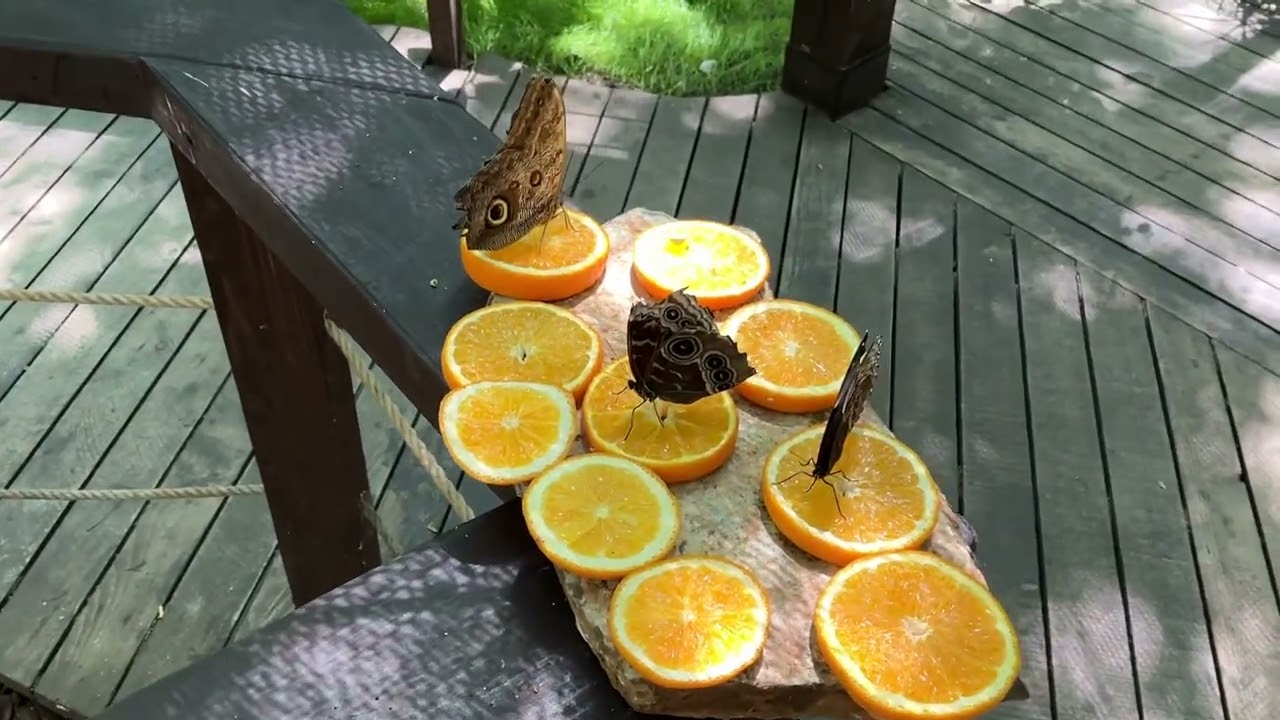 Moldova Butterfly Garden July 2025