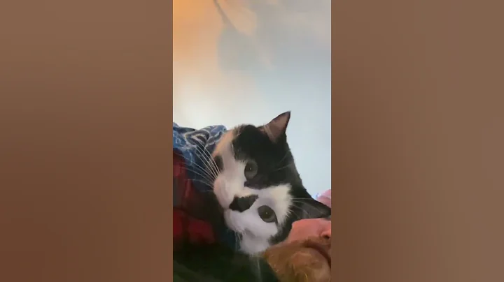 Video 8647361: norwegian forest cat american, siberian cat norwegian forest, cat american bobtail balinese, russian siberian cat, munchkin cat american, american curl russian blue, cat birman bombay, kittycat kitties, cat kittycat funny