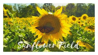 Ultimate Relaxation thru Sunflower Field| Relaxing video for stress relief, calming, relaxation