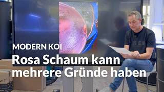 Rosa Schaum Im Koiteich Was Steckt Dahinter? Modern Koi Blog