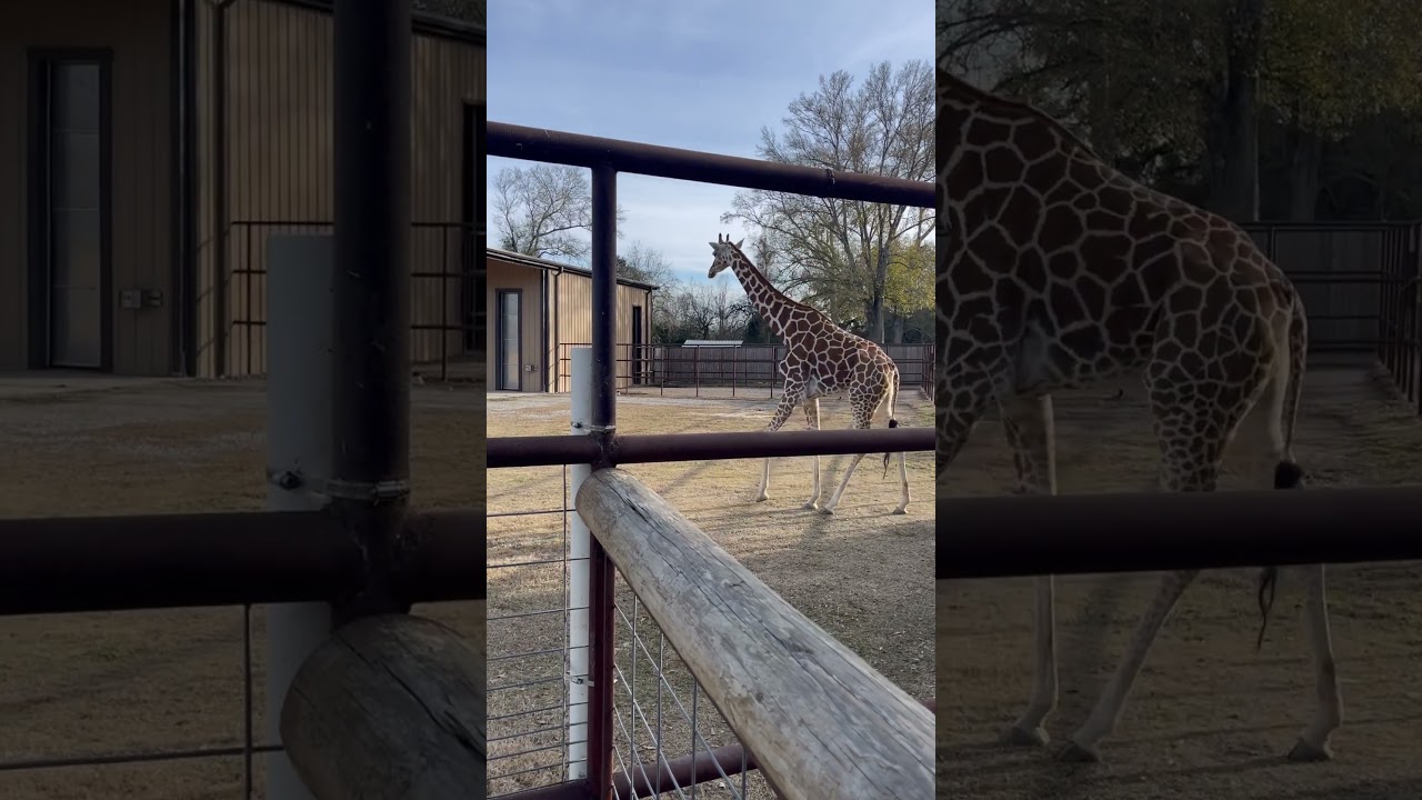 Louisiana Life. Giraffe at the zoo! 