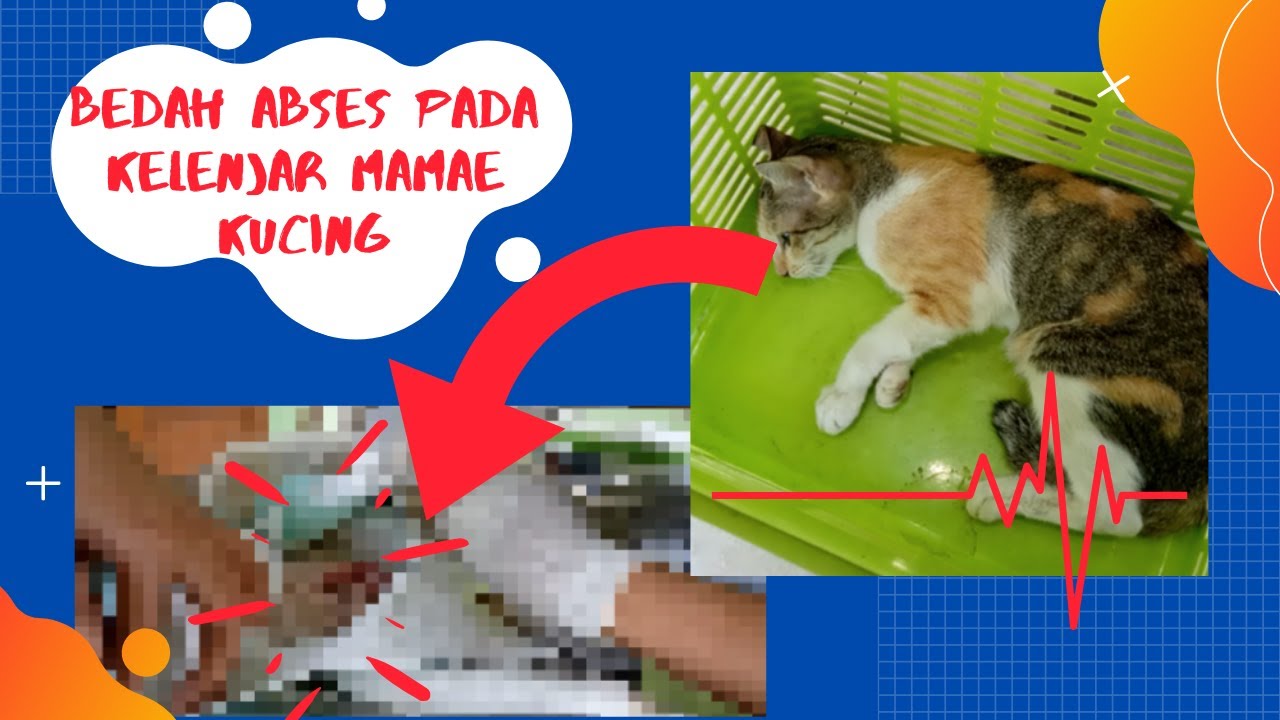 Bedah Abses Pada Kelenjar Mamae Kucing  Edukasi Perawatan Dan 