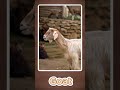 Goat Sound 🐐 | Fun Learning for Kids