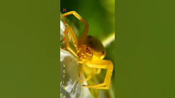 Цветочный паук бокоход Misumena vatia #shorts
