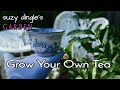 How to Grow Tea Leaves at Home : Camellia sinensis care instructions