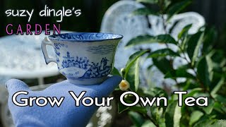 How to Grow Tea Leaves at Home : Camellia sinensis care instructions