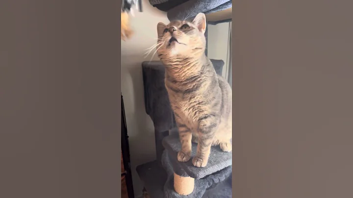 Video 9618411: cats cutecat catlover animals, cats catlover cutecat funny, catlover cutecat love funny, cats cute lovely catlover, cat playing cutecat, cute grey cat, eyes cat cute, cute cat meet