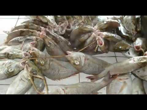 How to dry marine fish