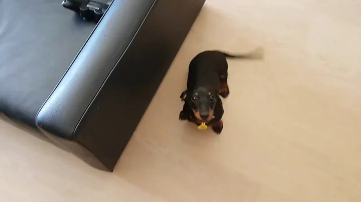 Dachshund excited to see owner home