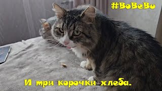 Коты с голодухи едят хлеб! Битва за еду! by Борис и другие. Boris and others in St-Petersburg 1,543 views 1 month ago 6 minutes, 11 seconds