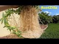 Thick Stolons, Massive Roots, Weed Id | DIY Lawn Care Tips Spring