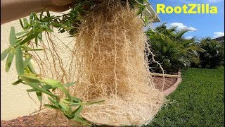 Thick Stolons, Massive Roots, Weed Id | DIY Lawn Care Tips Spring screenshot 2