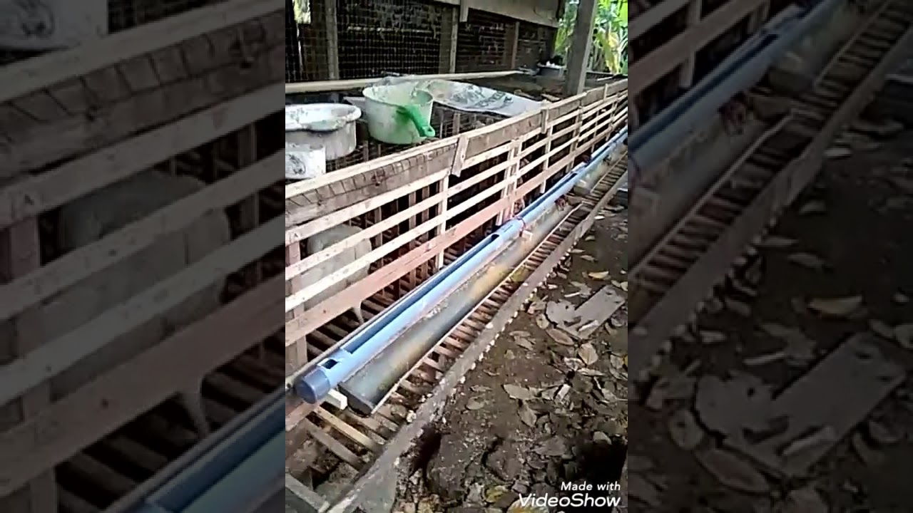 Peternak muda ayam petelur baru mulai . 