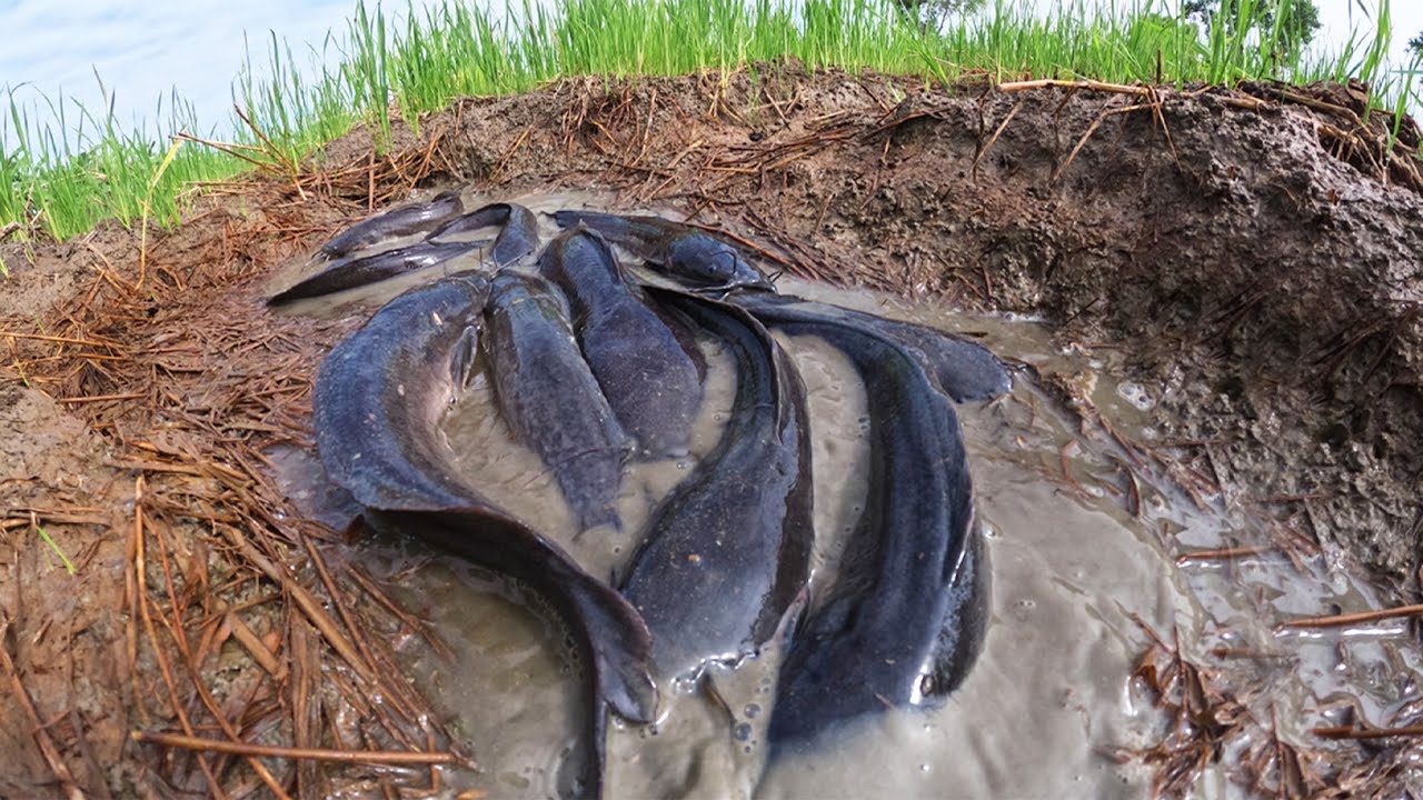 Top Amazing Best Hand Fishing - Man catch a lot of fish and pick eggs in mud water in rice field